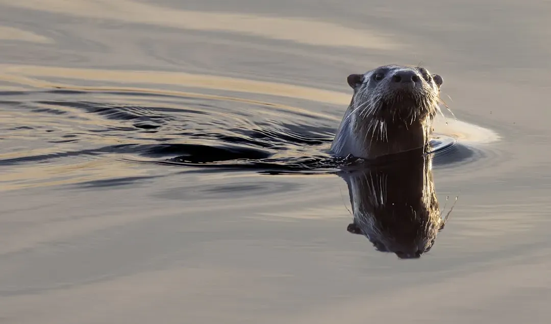 3. North American River Otter: Back in the Waterways (Image Credits: Unsplash)