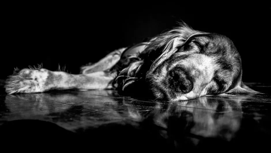 #15 - The Sudden Need for Extra Sleep That Isn't Just Old Age (Image Credits: Pexels)