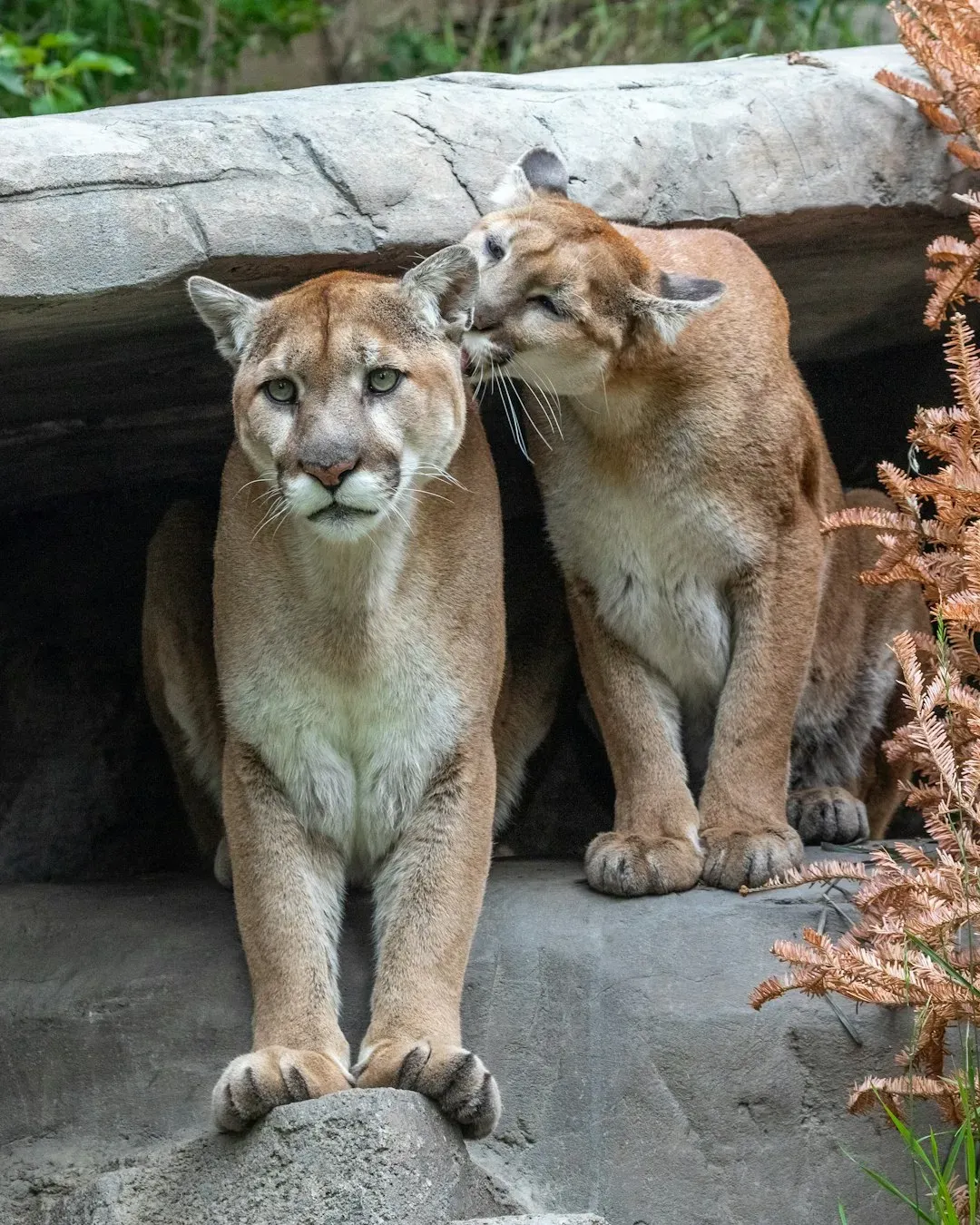 Colorado's Mountain Lion Population Is Thriving (Image Credits: Unsplash)