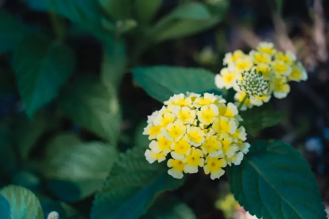 5. Lantana (Image Credits: Unsplash)