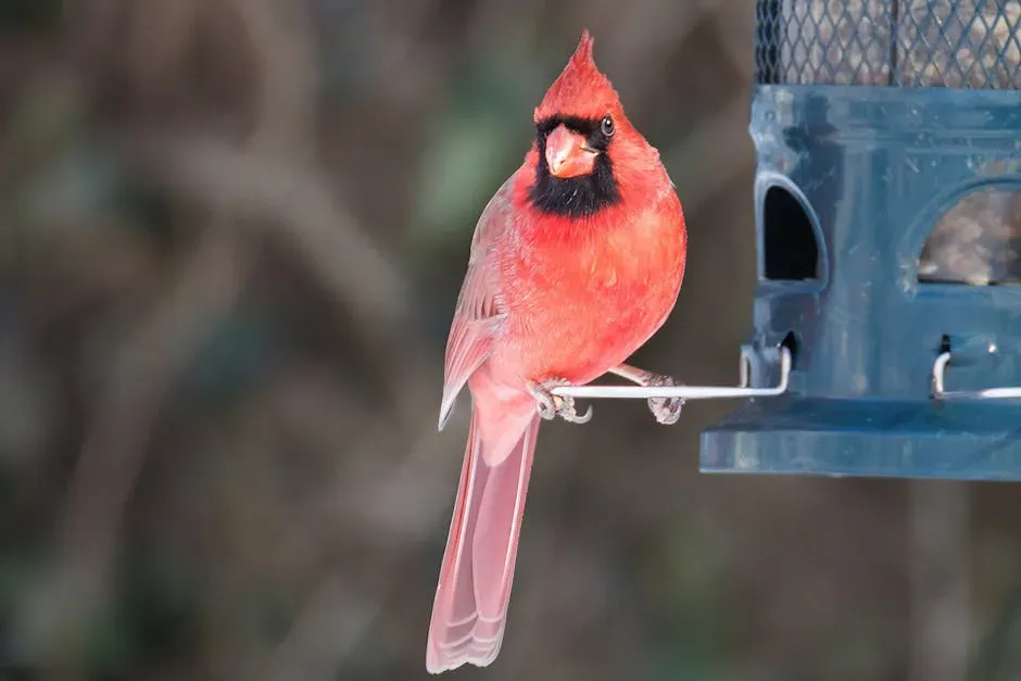 When Red Becomes Complicated: Urban Cardinals and Yellow Mutations (Image Credits: Pexels)
