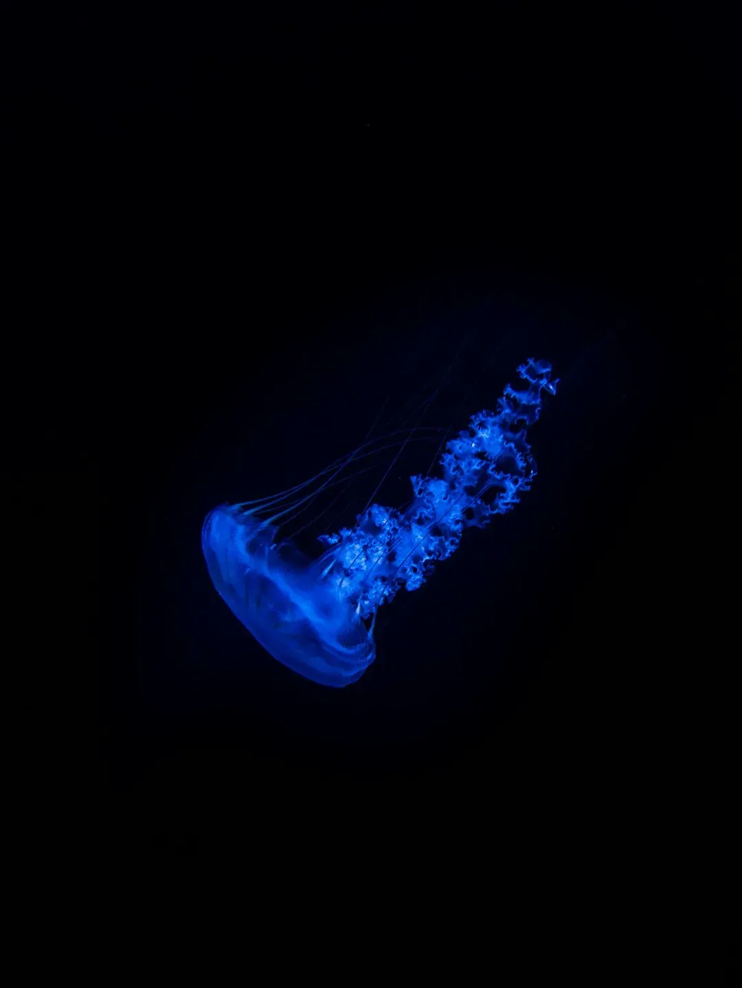 9. Hadal Decapod Shrimp: Glowing Paddlers (Image Credits: Unsplash)