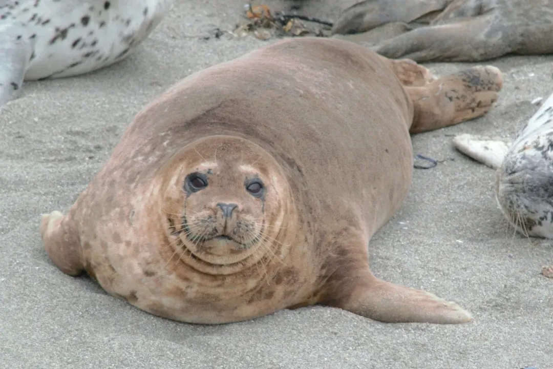 6. The Harbor Seal: The Mammal With a New England Accent (Image Credits: Unsplash)