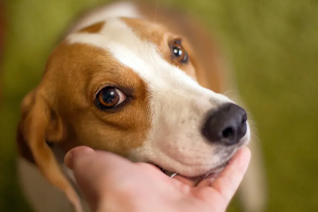 They're Watching Your Face More Closely Than You Think (Image Credits: Unsplash)