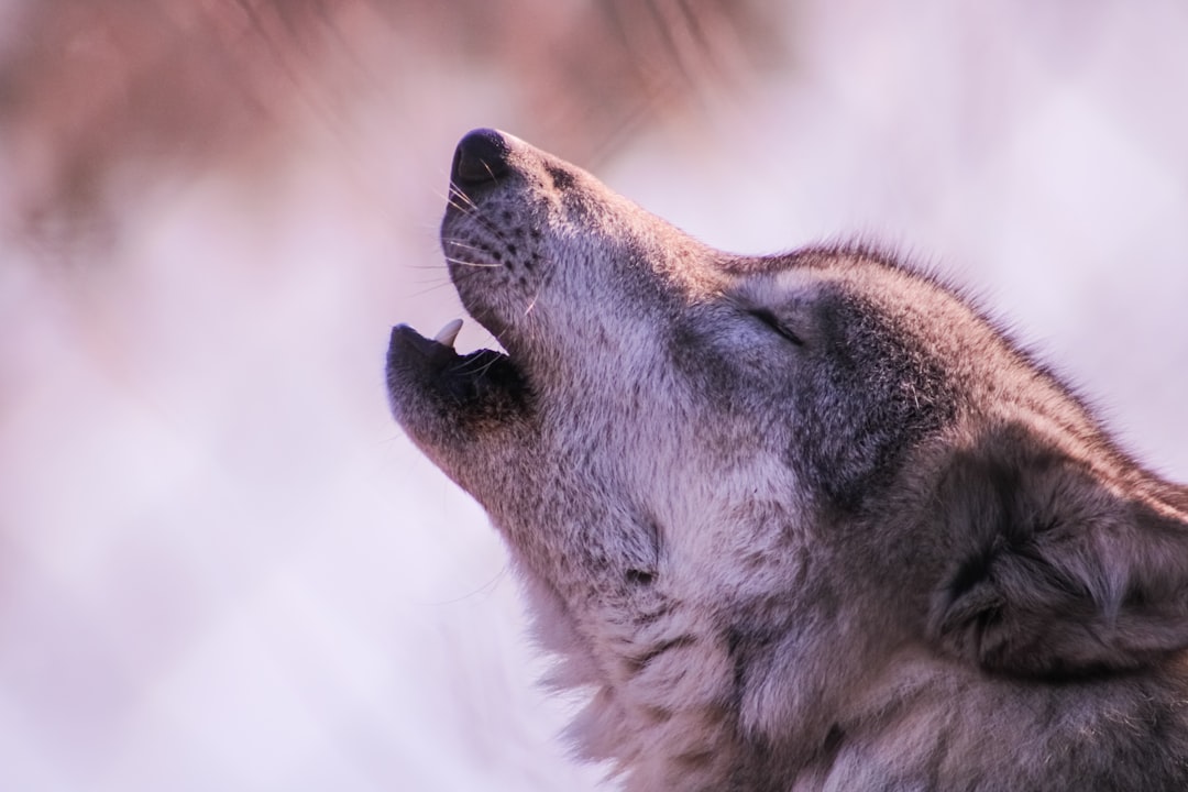 Seasonal Patterns in Wolf Howling Behavior (Image Credits: Unsplash)
