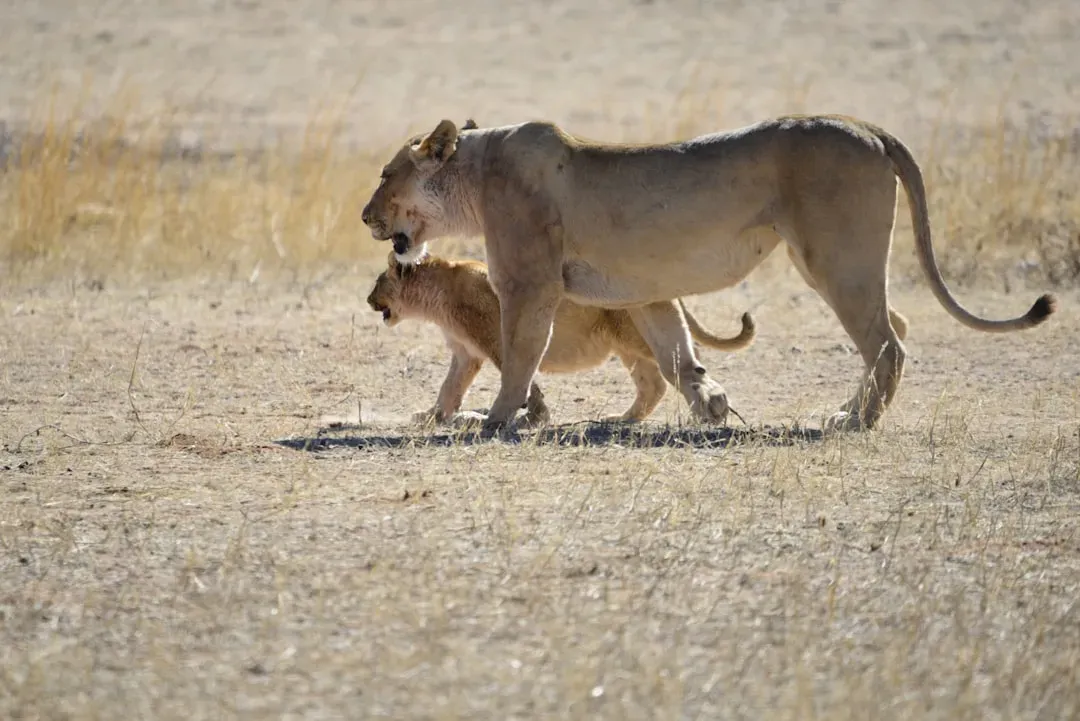 Kamunyak the Lioness and the Baby Oryx: Predator Becomes Protector (Image Credits: Unsplash)