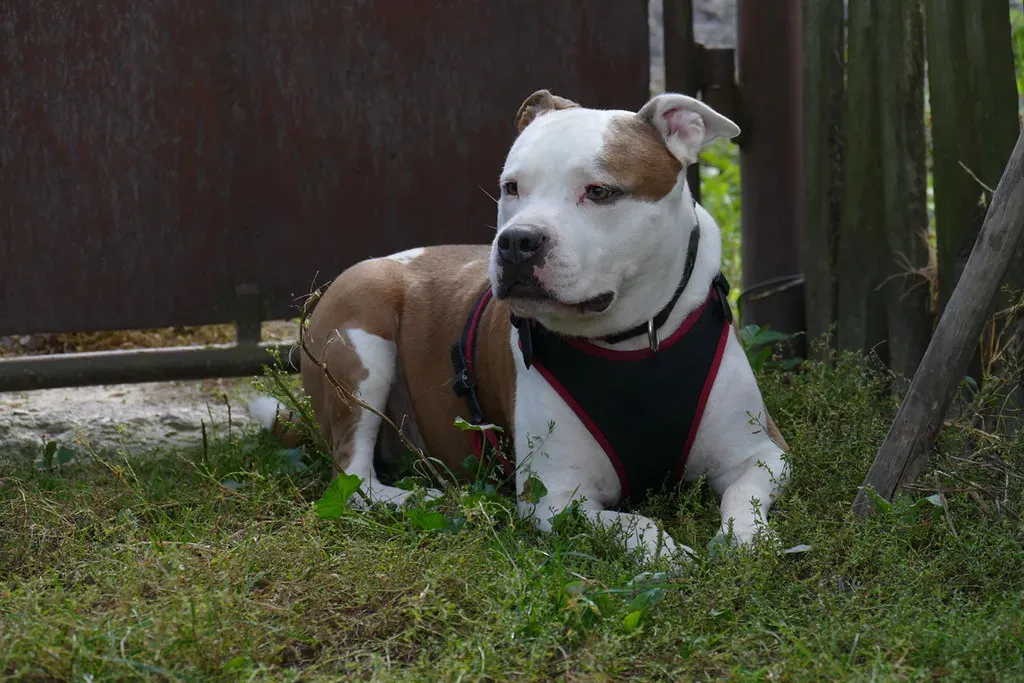 #19. American Staffordshire Terrier (Image Credits: Flickr)