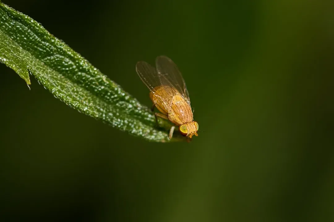Sylvatic Plague Is Their Most Dangerous Threat (Image Credits: Unsplash)