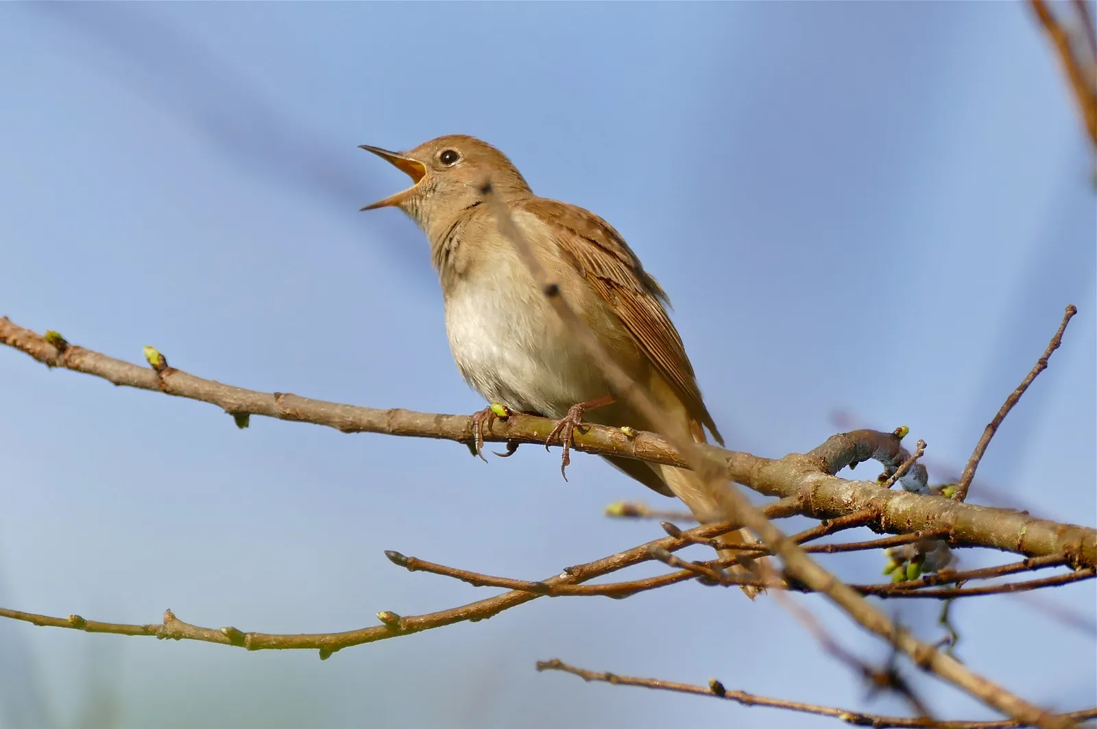 #10 - Nightingales Are Singing Earlier, and Fewer People Are Hearing It (Common Nightingale (Luscinia megarhynchos), CC BY-SA 2.0)