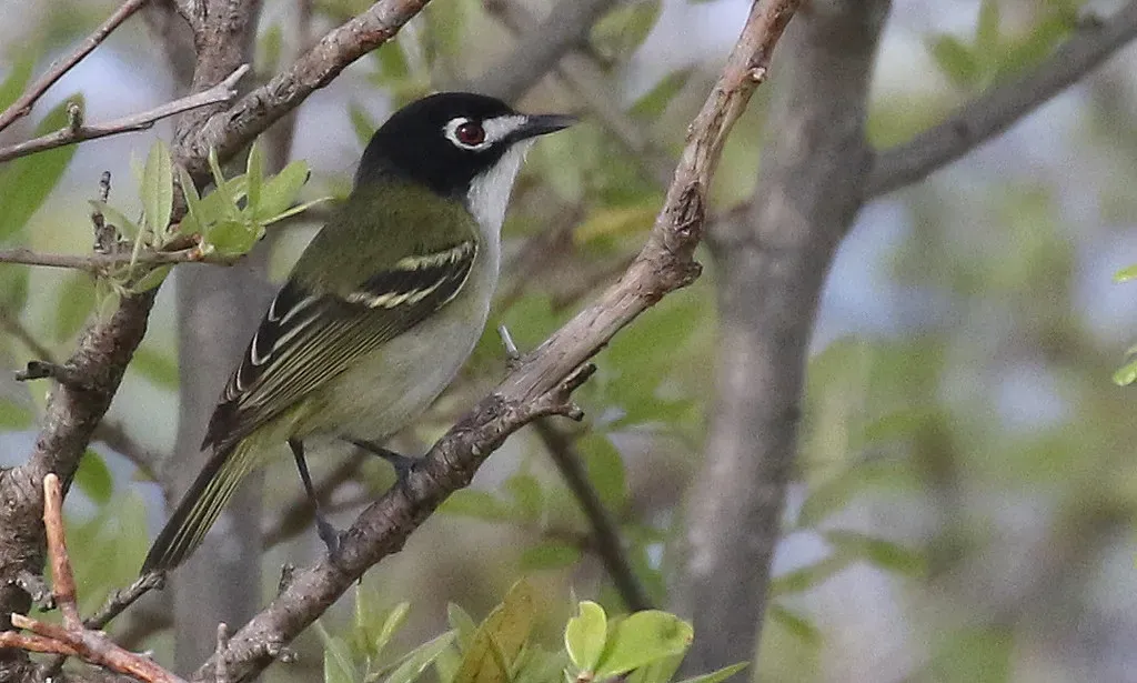 Black-capped Vireo (IsaacCSanchez, Flickr, CC BY 2.0)