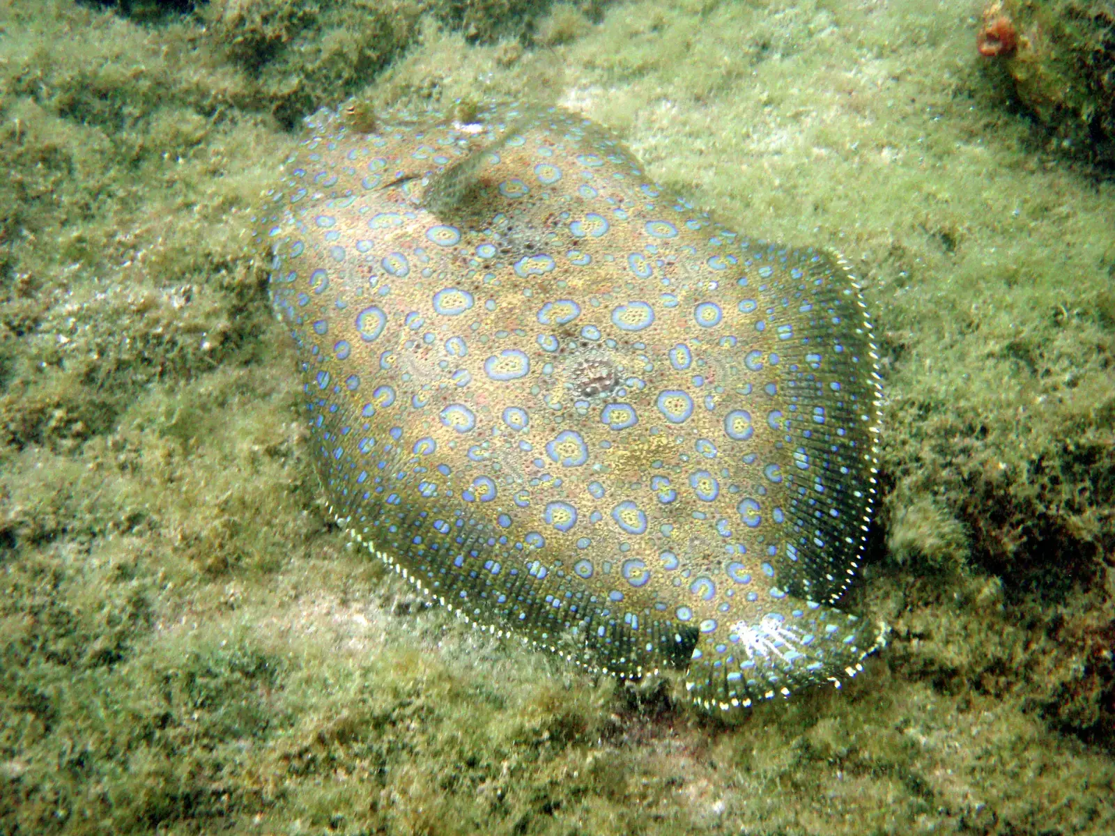 7. The Flounder: The Ocean Floor Illusionist (Image Credits: Wikimedia)