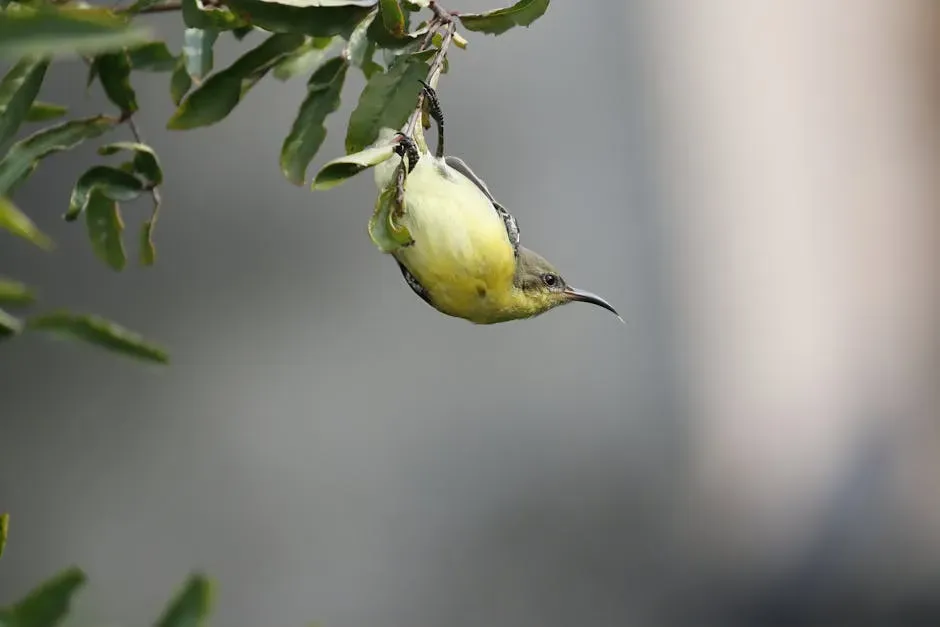 They Hang Upside Down Like Tiny Acrobats (Image Credits: Pexels)