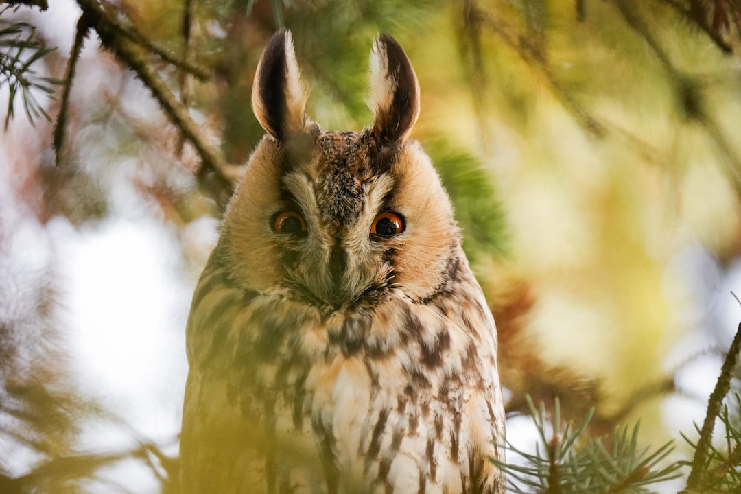 Sacred Clan Totems and Cultural Identity (Image Credits: Unsplash)