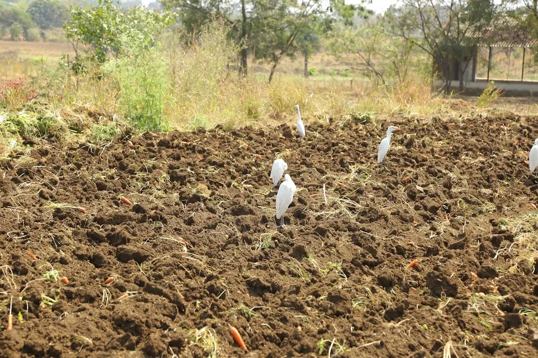 4. They Help Aerate Your Soil (Image Credits: Unsplash)