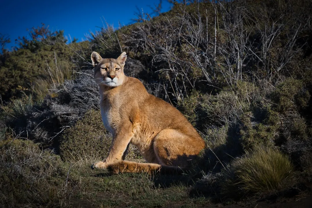 3. Mountain Lions and Porcupines (Image Credits: Unsplash)
