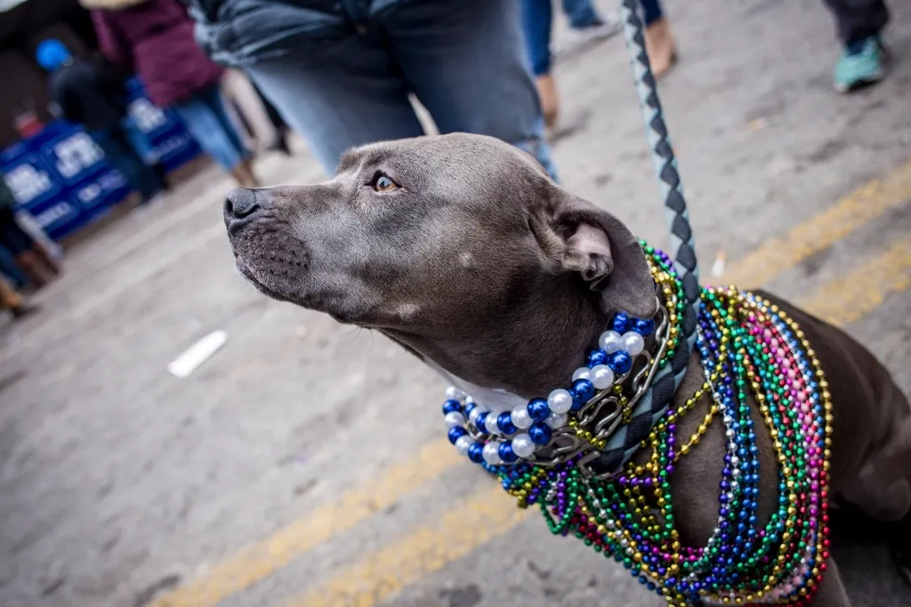 5. Leash Manners and Threshold Behavior (Image Credits: Rawpixel)