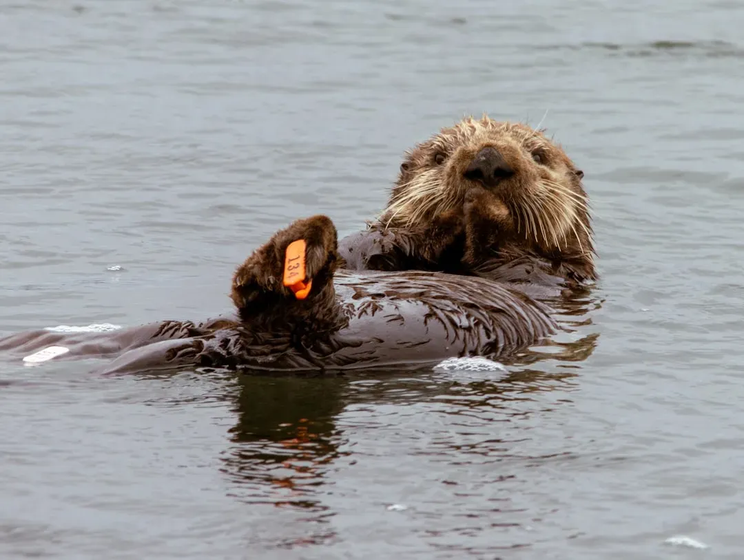 Sea Otters: The Tool-Using Marine Weasels (Image Credits: Unsplash)