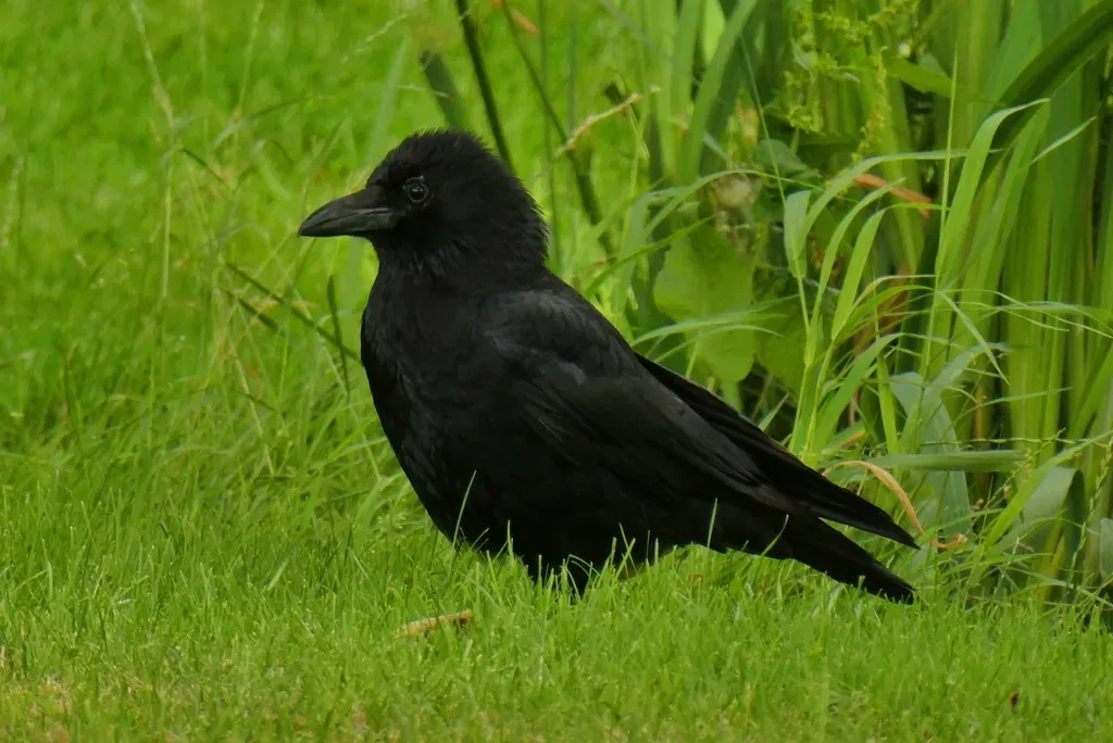 #6: Crows Can Plan Multiple Steps Into the Future (Image Credits: Rawpixel)