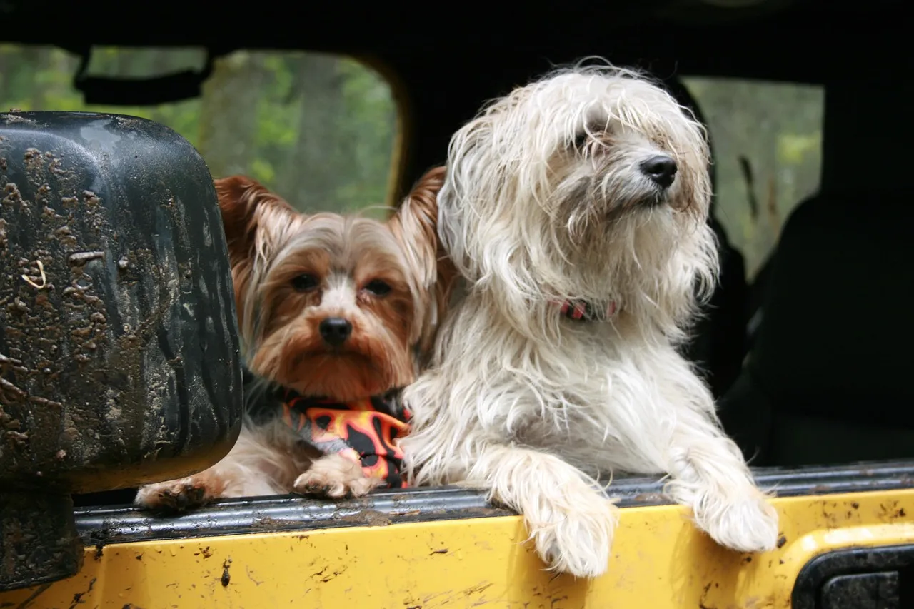 #12 - Rides and Outings on Their Terms, Not Yours (Image Credits: Pixabay)