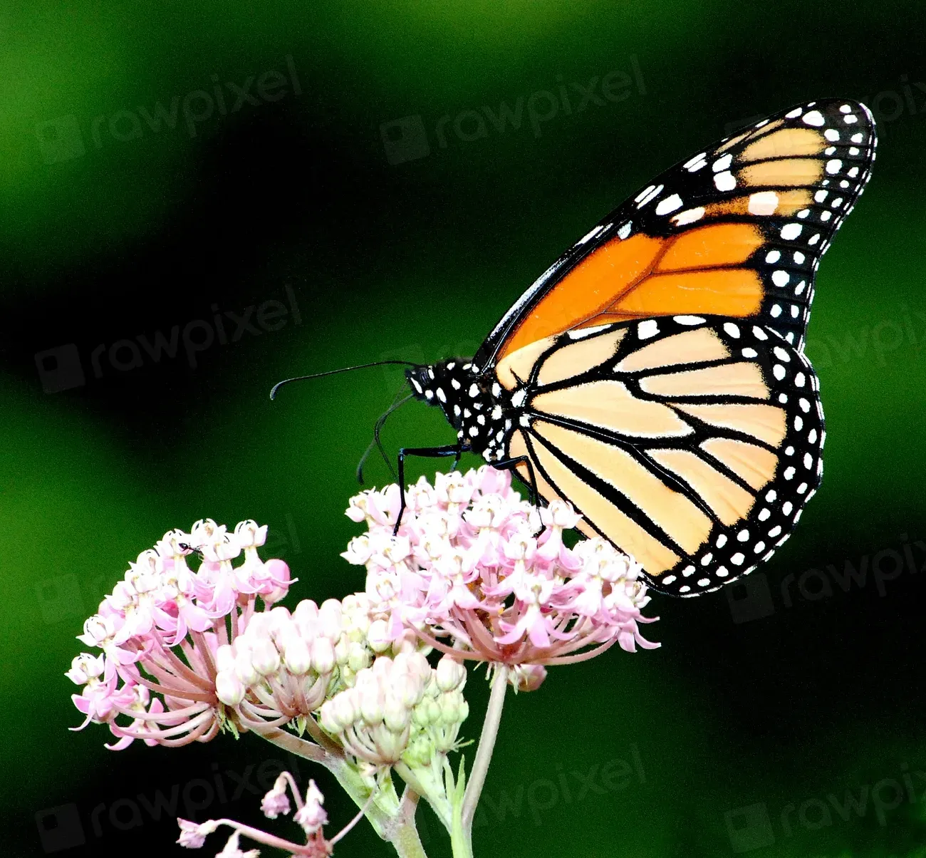 Milkweed: The Monarch's Lifeline (Image Credits: Rawpixel)