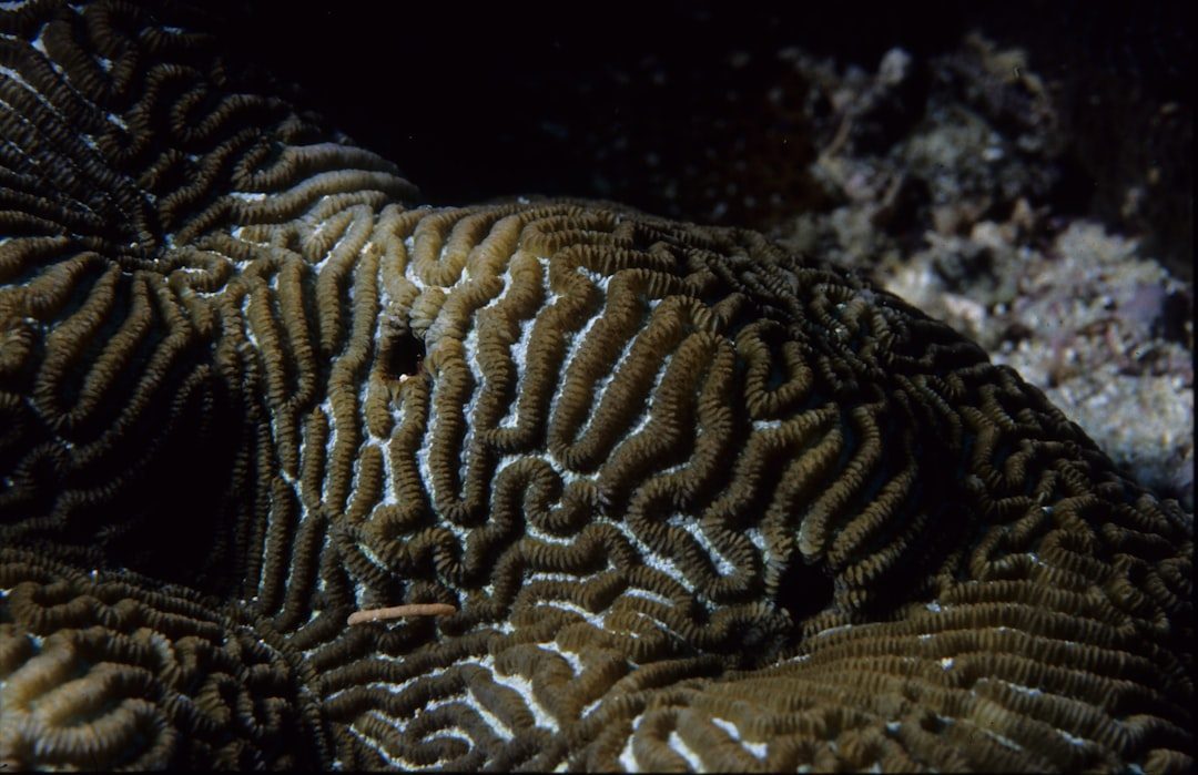 Deep Earth's Ancient Seafloor Remnants (Image Credits: Unsplash)