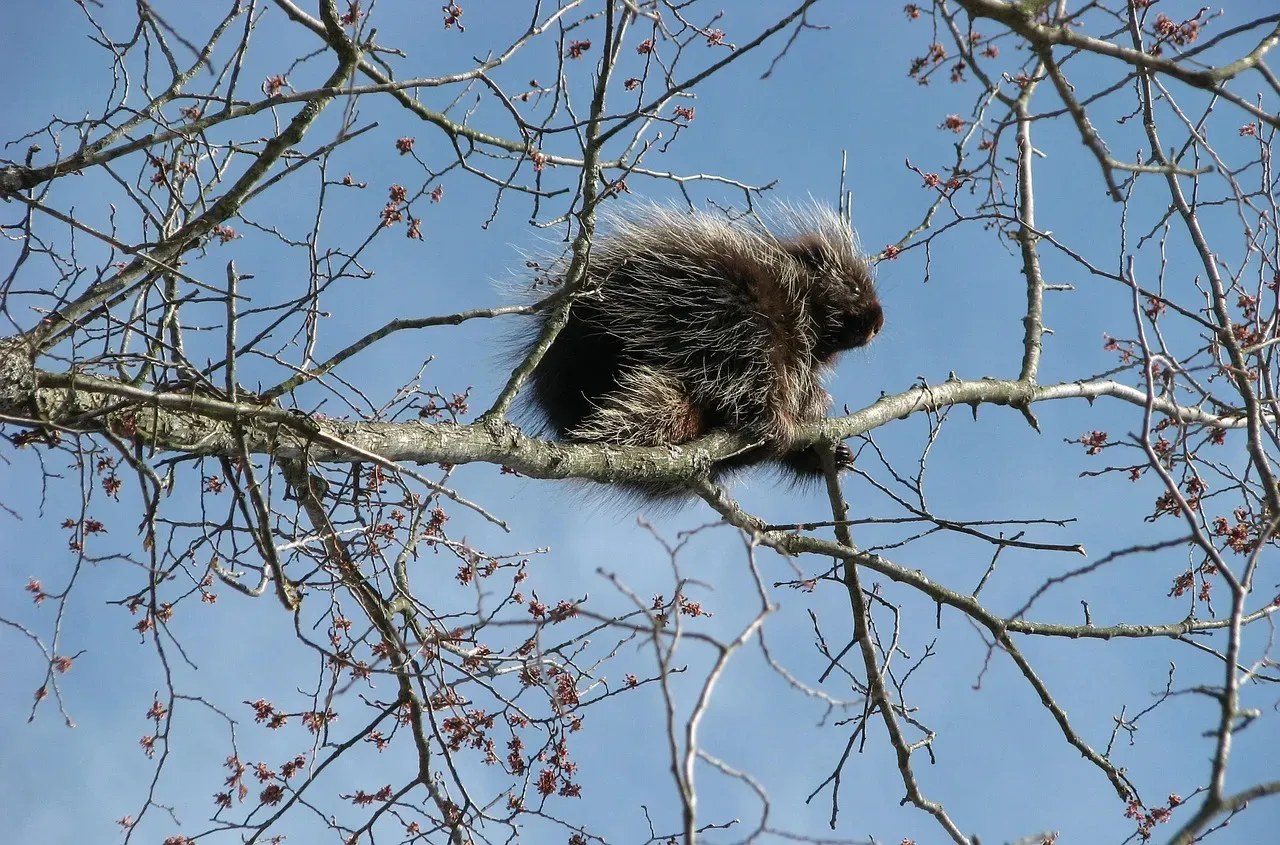 The Real Porcupine Is Worth Getting to Know (Image Credits: Pixabay)
