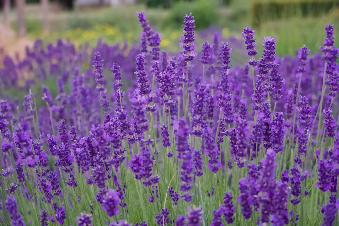 #12 - Lavender (Image Credits: Unsplash)