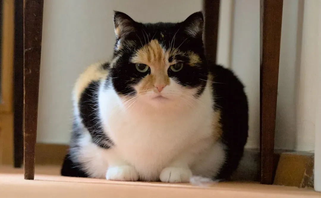 Overfeeding Your Pet Because You Think It Shows Love (Image Credits: Unsplash)