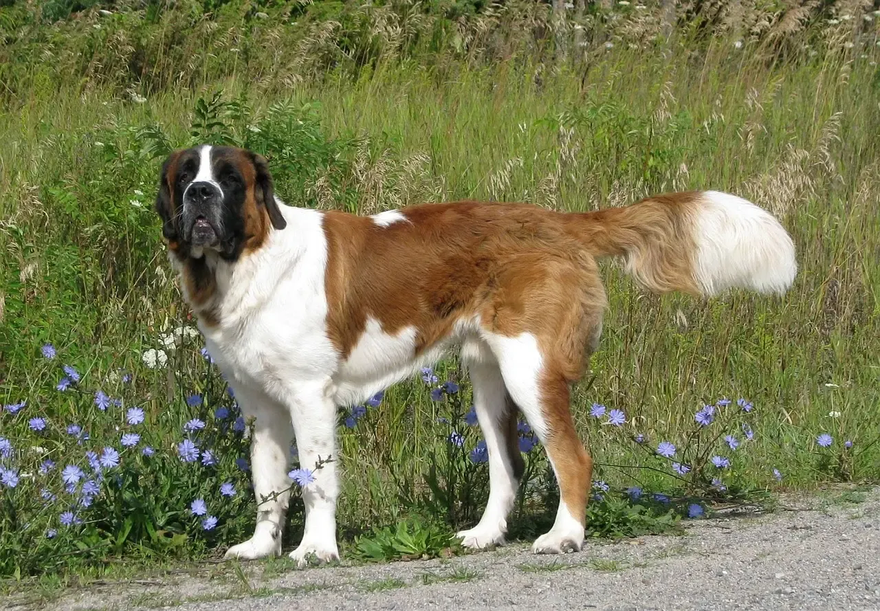 St. Bernard: The Gentle Mountain Rescue (Image Credits: Pixabay)