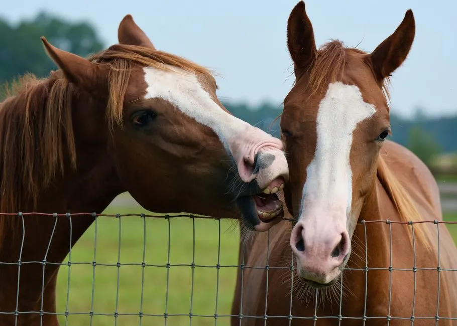 #14 - Letting Social Media and Barn Culture Drive Their Choices (Image Credits: Pexels)