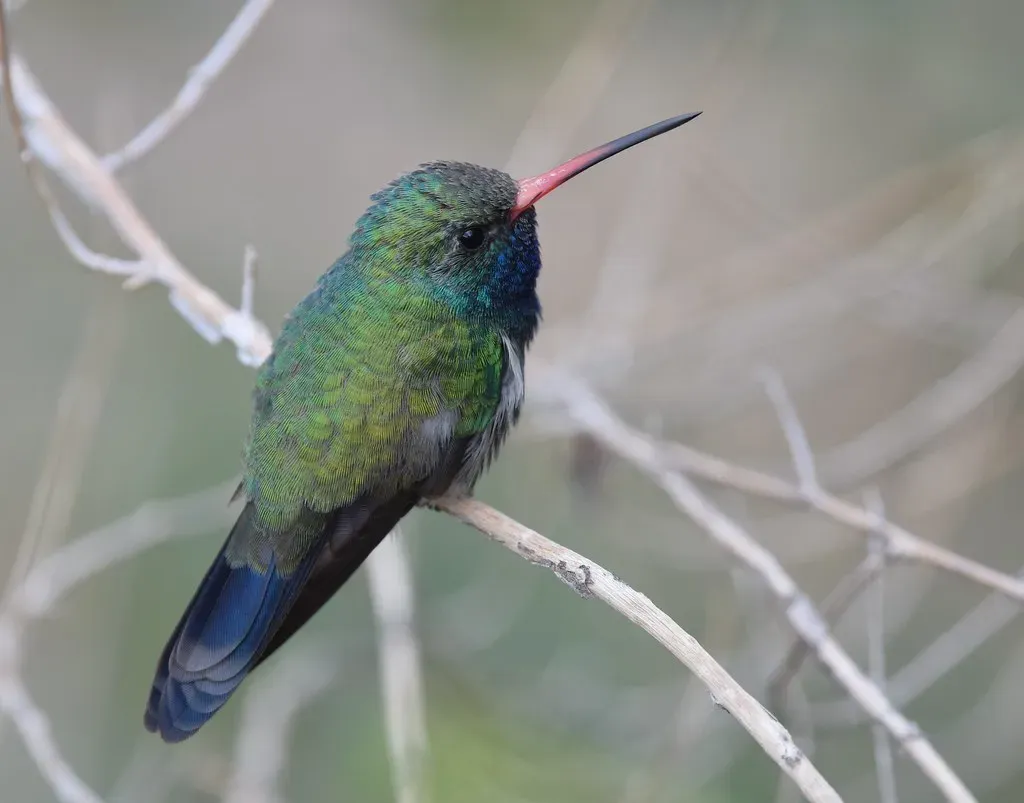 10. Broad-billed Hummingbird (Cynanthus latirostris) (Wildreturn, Flickr, CC BY 2.0)