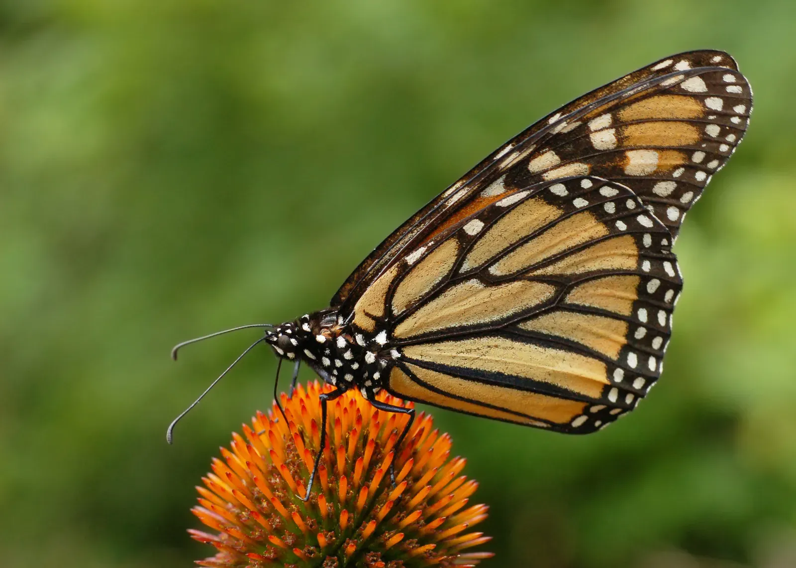 The Monarch Butterfly's Multi-Generational Navigation (Self-photographed, GFDL 1.2)