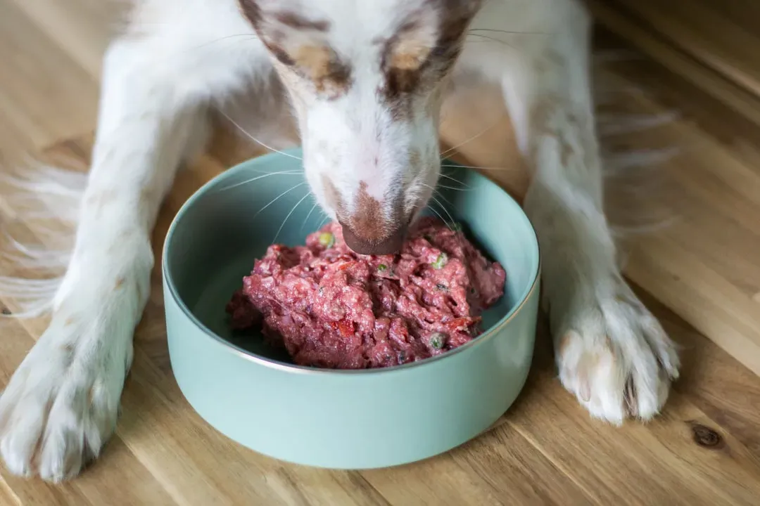 #10 &ndash; Raw and Homemade Diets Require Real Expertise, Not a TikTok Recipe (Image Credits: Unsplash)