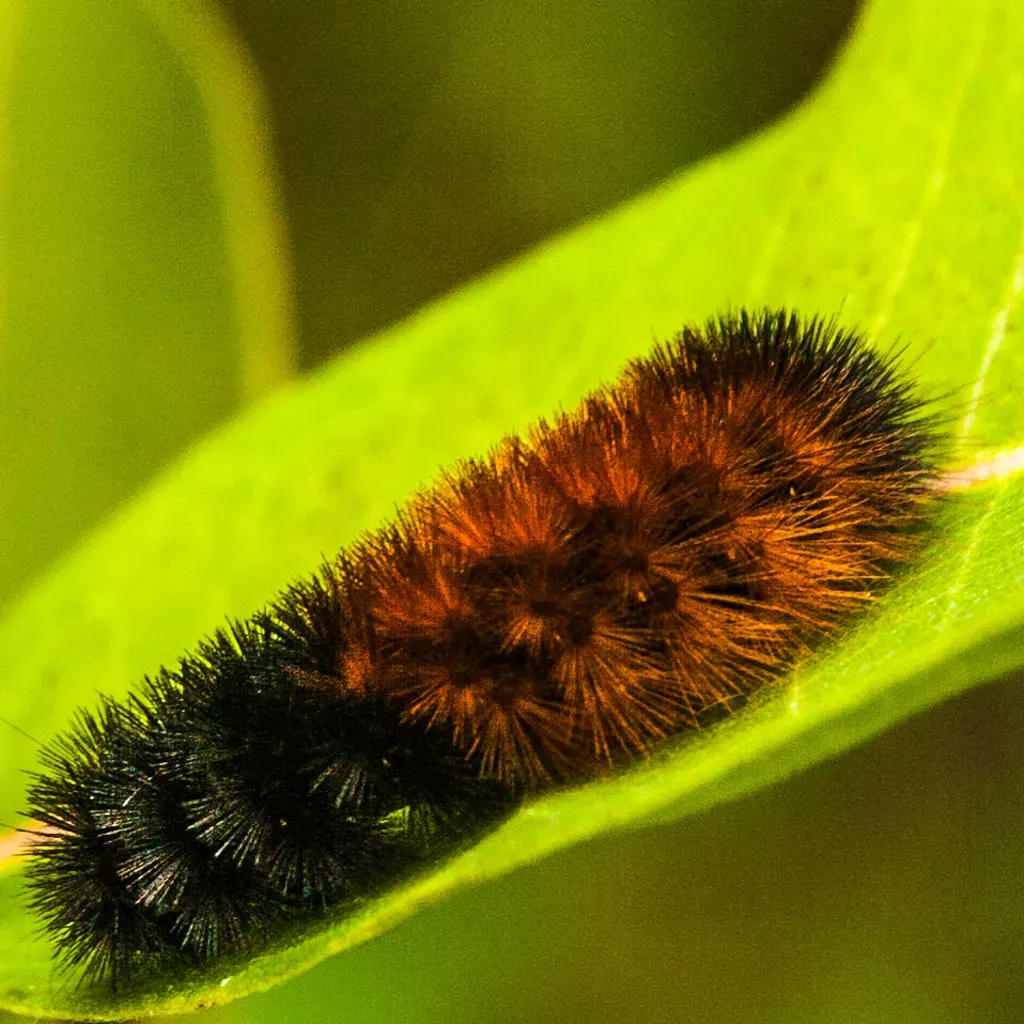 3. The Arctic Woolly Bear Caterpillar: A Life Spent Mostly Frozen (Image Credits: Flickr)