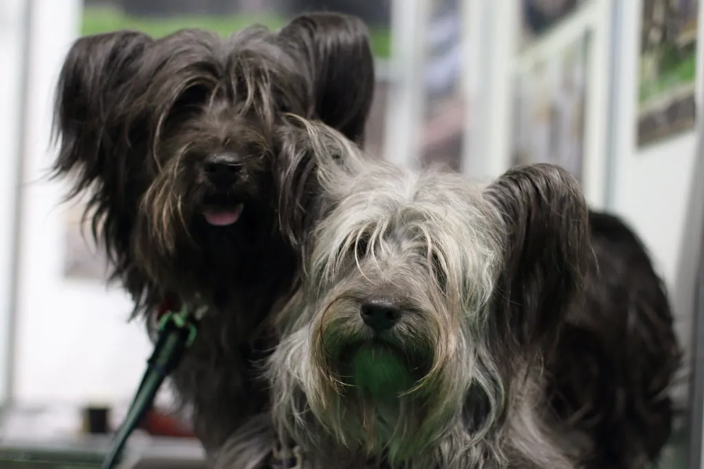 #16 - Skye Terrier (amodelofcontrol, Flickr, CC BY 2.0)