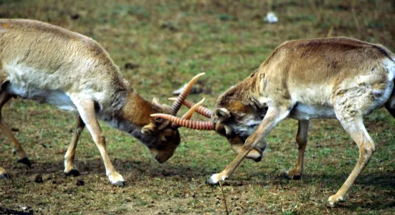 6. The Saiga Face Looks “Alien,” and That Has Been a Curse and a Blessing (Saiga Fight 3
Uploaded by Dolovis, Public domain)