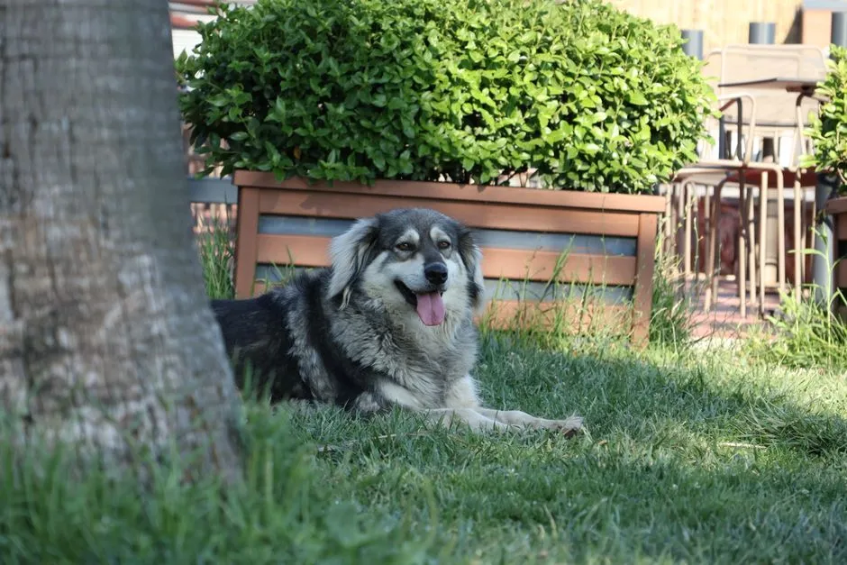 Leaving Pets Outdoors Without Shade (Image Credits: Pexels)
