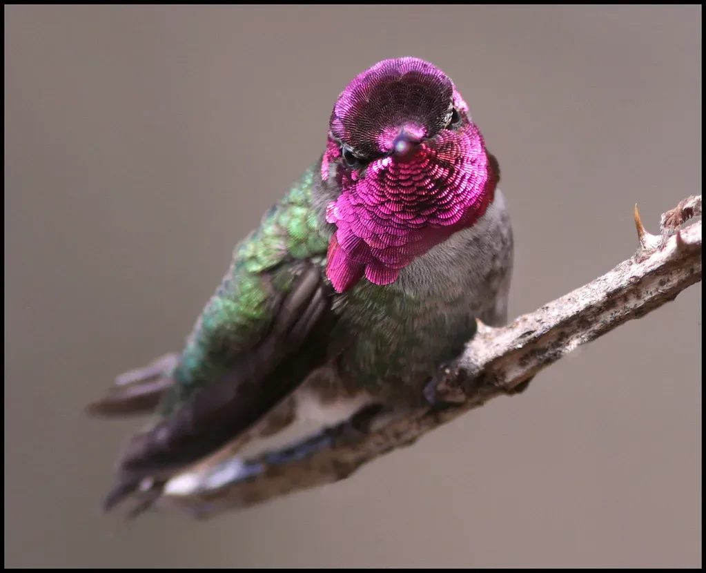 #4: Their Diet Is Mostly Insects, Not Nectar (winnu, Flickr, CC BY 2.0)