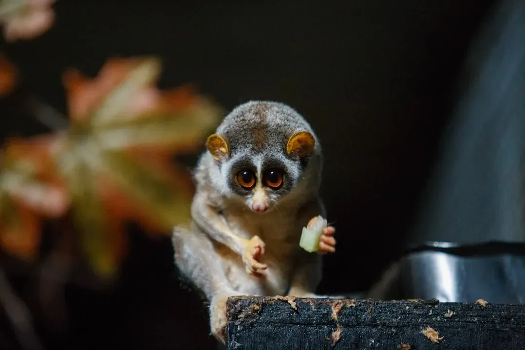 4. Slow Loris: The Venomous Night Crawler (Image Credits: Unsplash)
