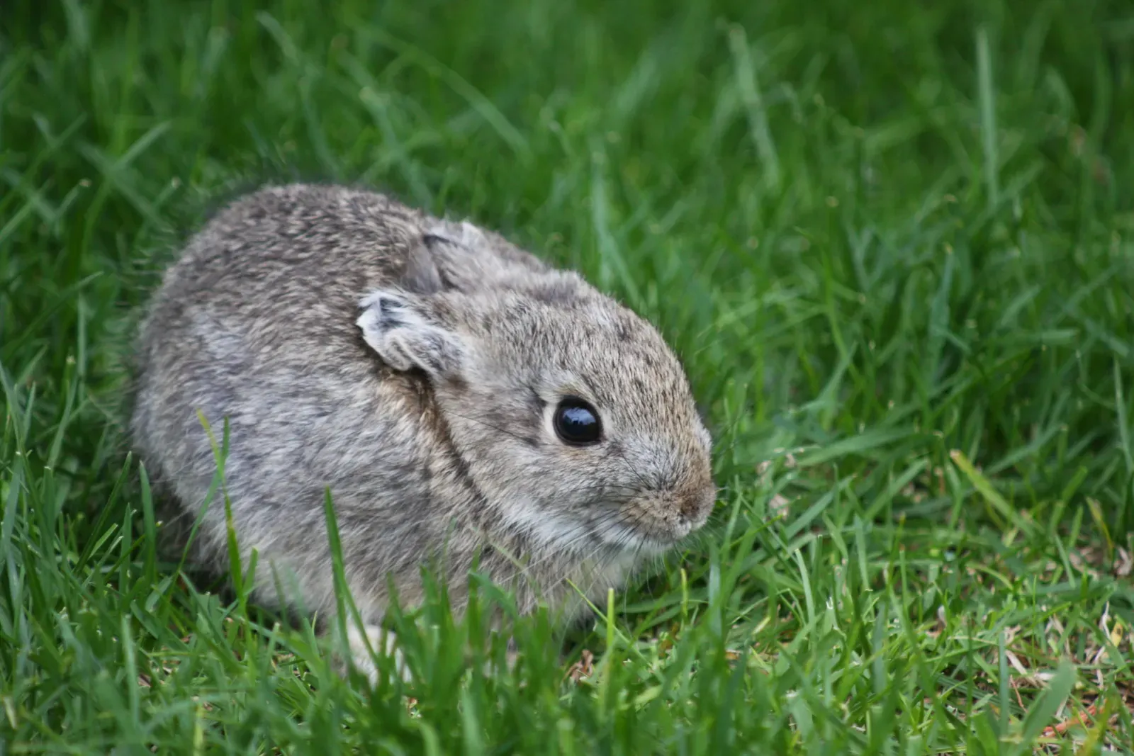 The World's Smallest Rabbit Species (Image Credits: Wikimedia)