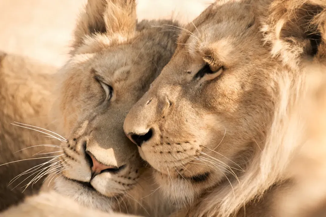 Conclusion: Living Lessons From the Animal Kingdom (Image Credits: Unsplash)