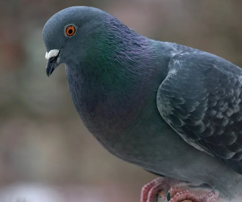 8. The Pigeon: The Battlefield Messenger That Saved Hundreds of Lives (Image Credits: Pexels)