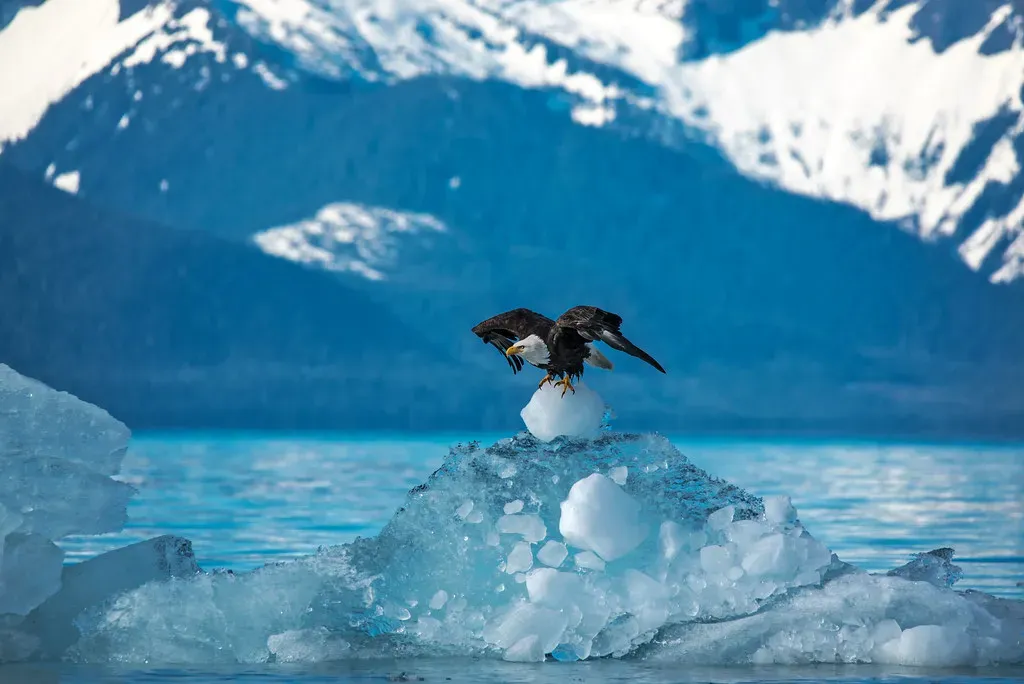 Conclusion: A Wilderness That Demands to Be Witnessed (Image Credits: Flickr)