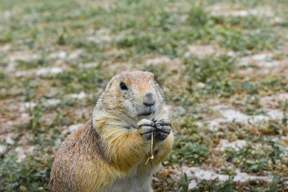 The Largest Known Prairie Dog Town Was Staggering in Scale (Image Credits: Pexels)