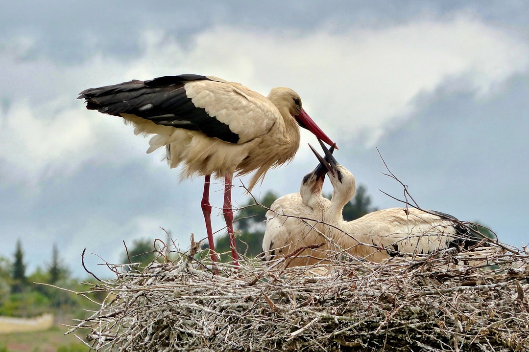 Cancer: The Nurturing Stork (Image Credits: Unsplash)