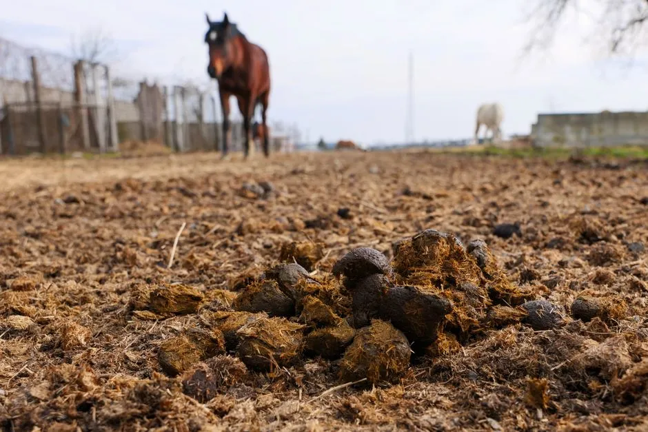 #8 - Changes In Manure And Urine That Get Blamed On Hay (Image Credits: Pexels)