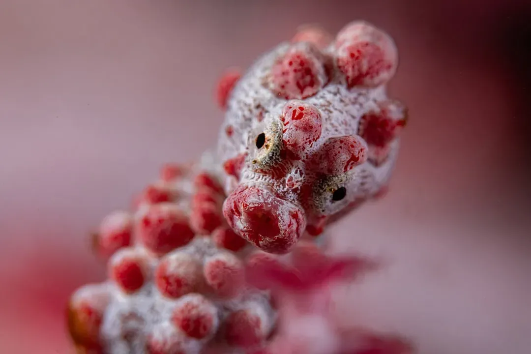 Pygmy Seahorse: Color-Matched to Perfection (Image Credits: Unsplash)