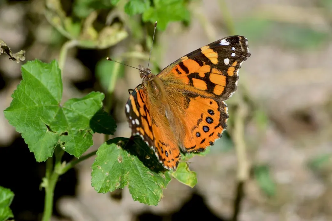 Butterflies, Birds, and the Sky as a Map (Image Credits: Unsplash)