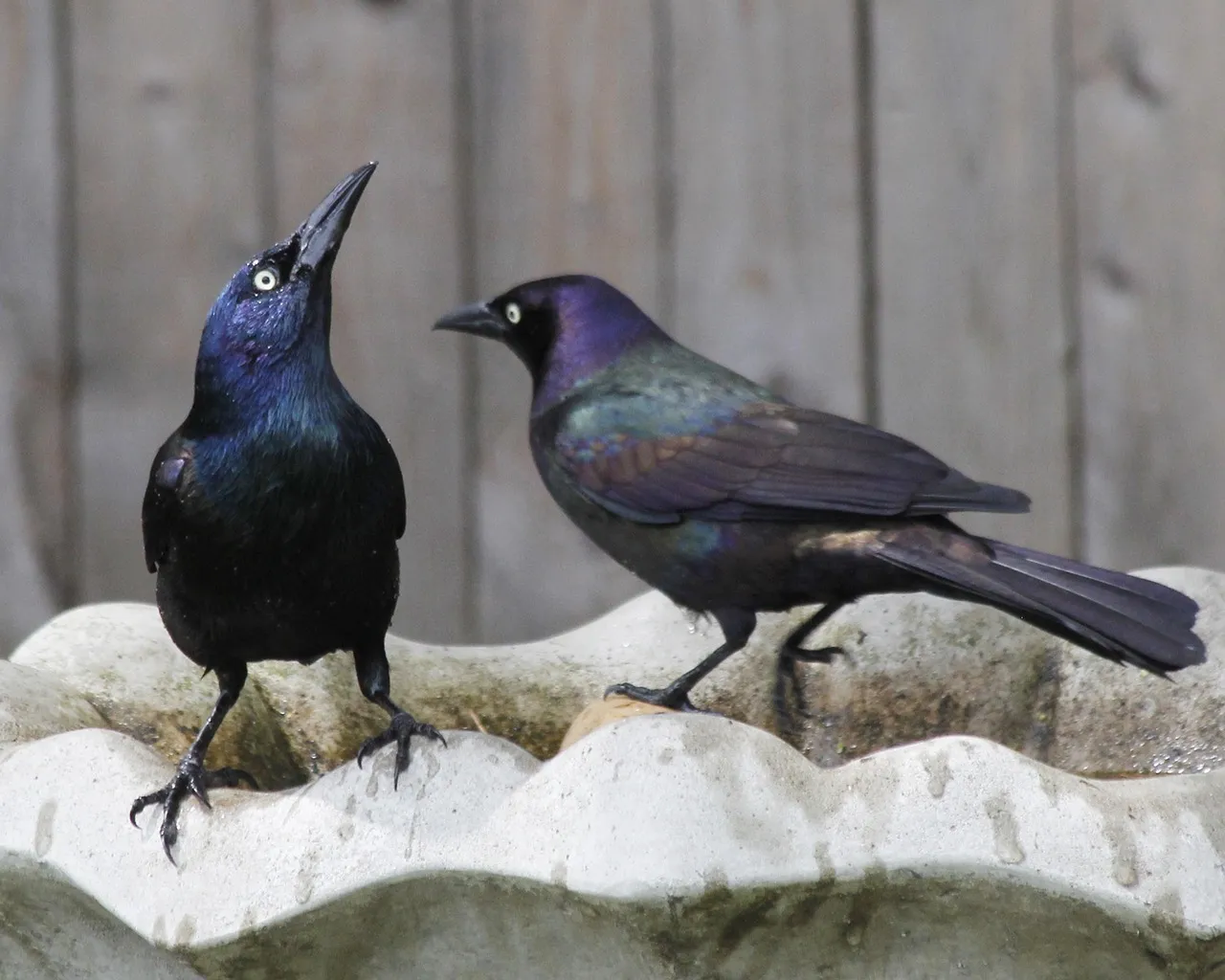Common Grackle (Image Credits: Pixabay)