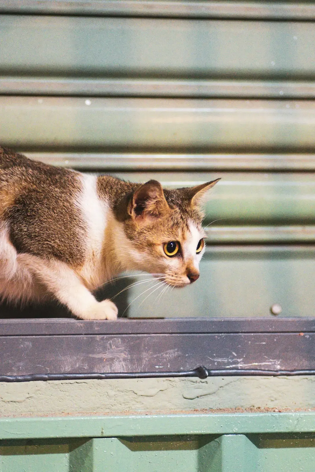 The Science Behind Animal Sensitivity (Image Credits: Unsplash)